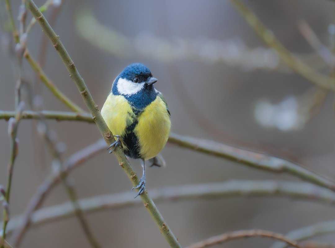 bird identification tips