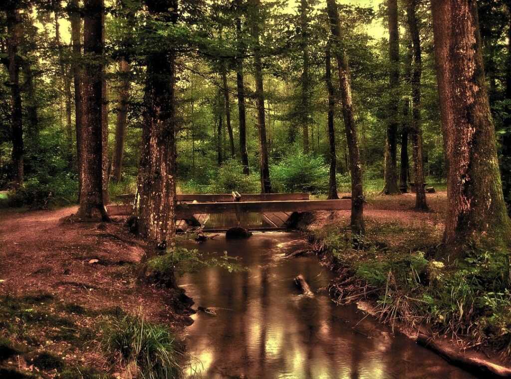 forest bathing benefits