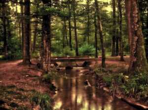 forest bathing benefits