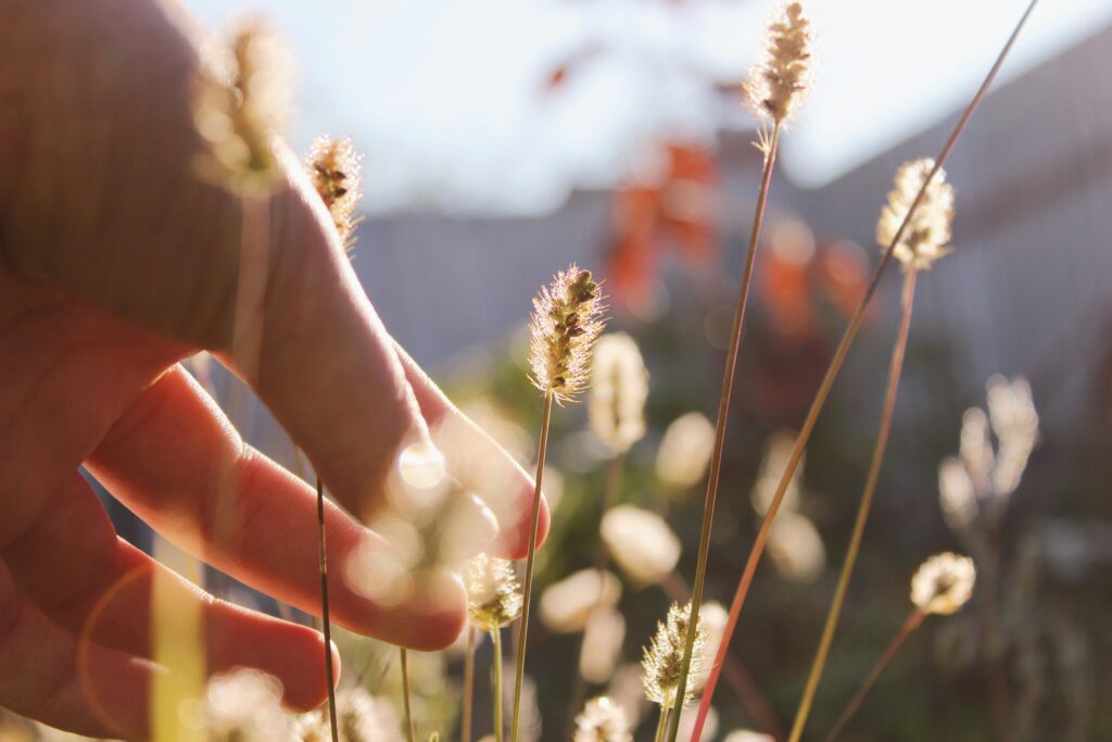 A serene close-up of a hand gently touching sunlit grass stalks, capturing the essence of nature.