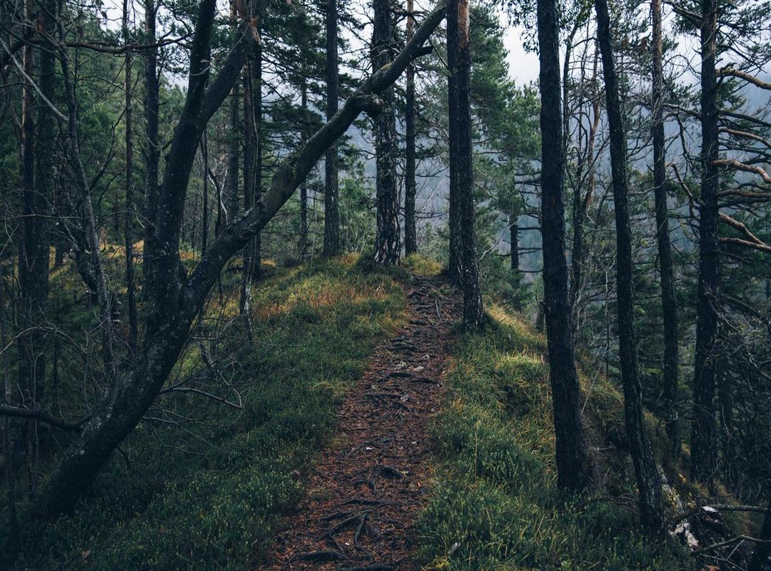 The Process: What to Expect When Getting Your Ear Tattooed